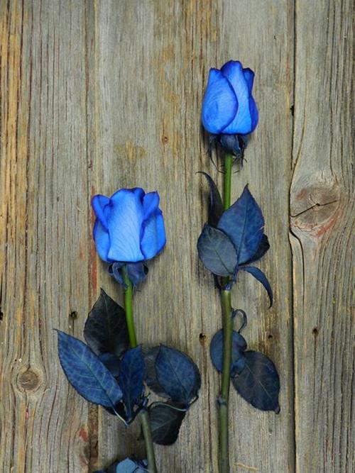  BLUE TINTED ROSES